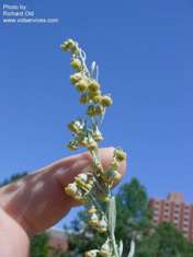 Absinth wormwood - Artemisia absinthium flowers - click for larger image