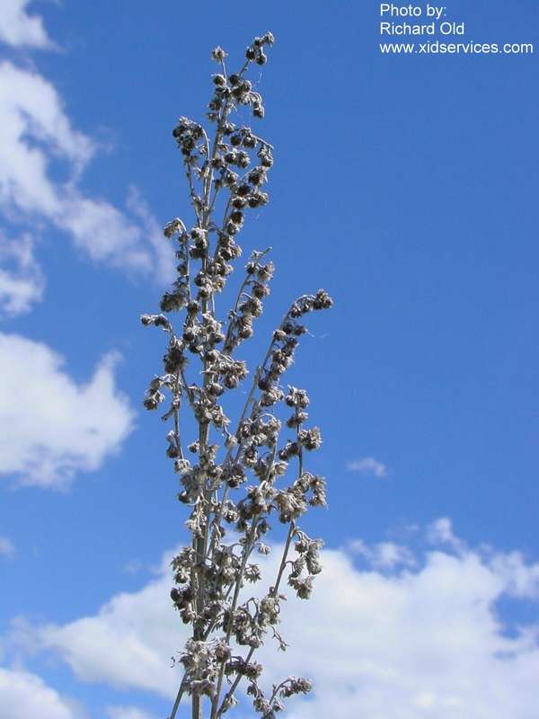 Absinth wormwood - Artemisia absinthium in seed