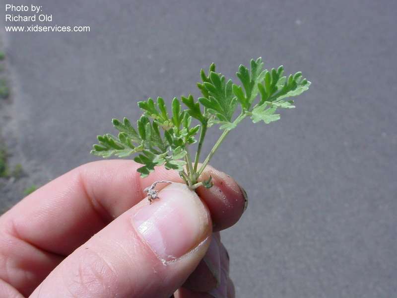 Absinth wormwood - Artemisia absinthium seedling
