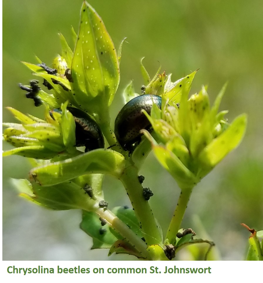 Biocontrol: chrysolina beetles on St. Johnswort