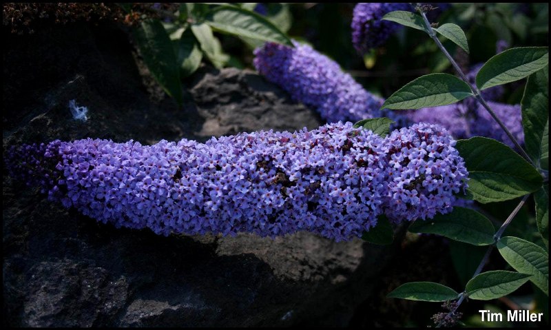 Butterfly bush flower spike - click for larger image