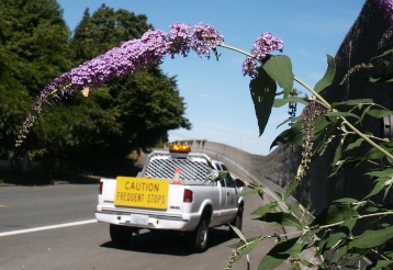 Butterfly bush growing on the highway - click for larger image