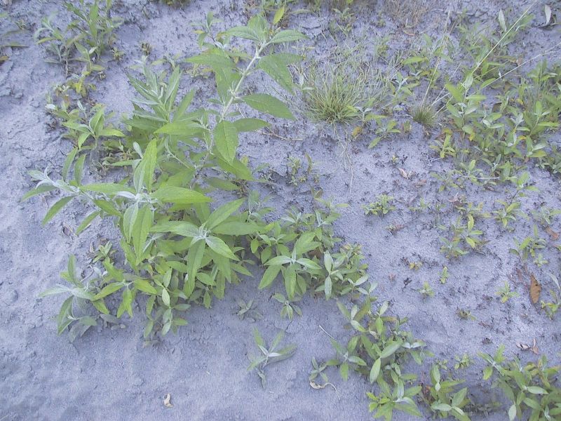 Butterfly bush seedlings on a sand bar - click for larger image