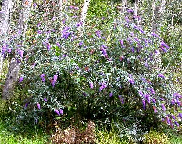 Butterfly bush escapee in the woods