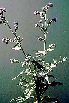 common bugloss plant