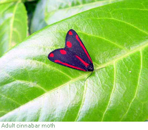cinnabar moth on leaf