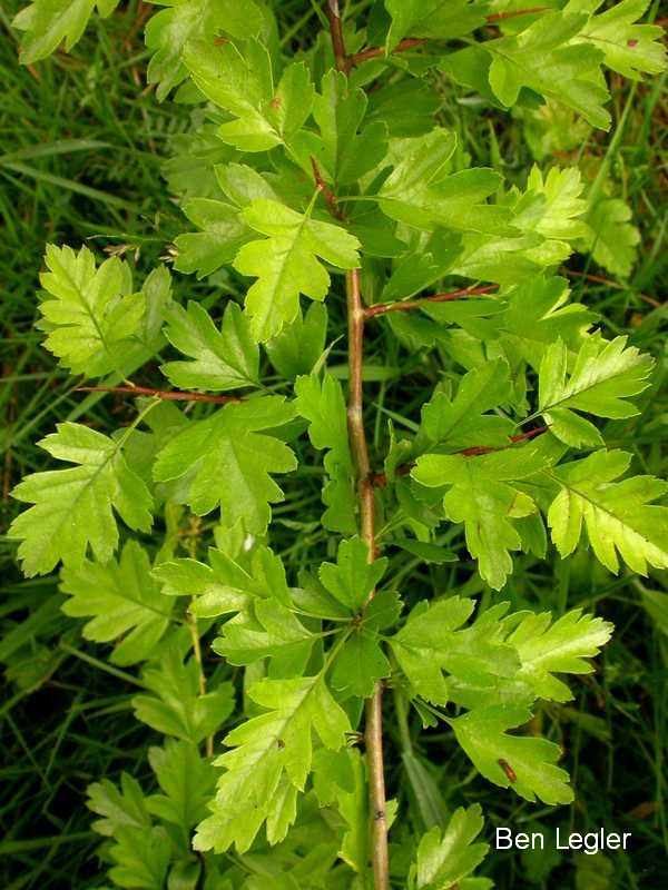 Common hawthorn - Crataegus monogyna - leaves