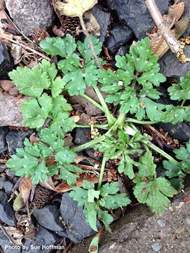 creeping buttercup plant - Ranunculus repens - click for larger image