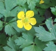 Creeping buttercup flower and leaves