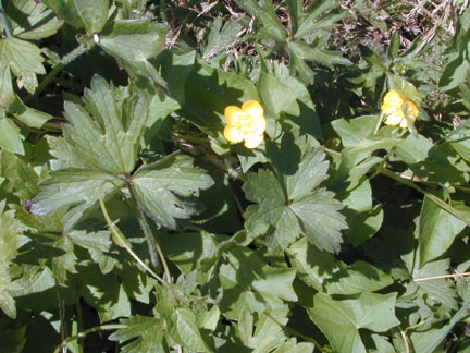 creeping buttercup leaves with flower