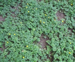 Creeping buttercup patch - click for larger image