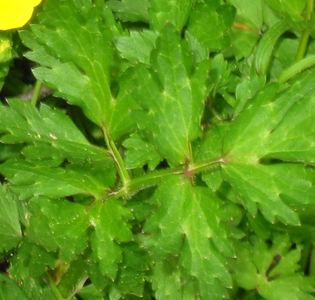 Creeling buttercup leaf closeup