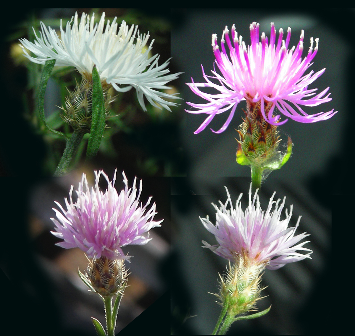 Centaurea-diffusa-diffuse-knapweed-flowers-variations