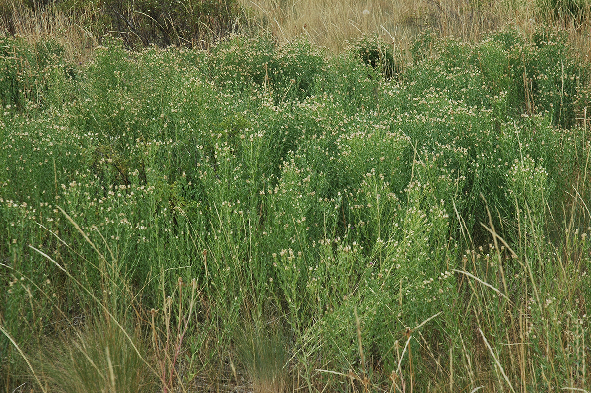 Centaurea-diffusa-diffuse-knapweed-patch-Okanogan