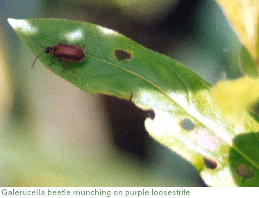 Galerucella beetle