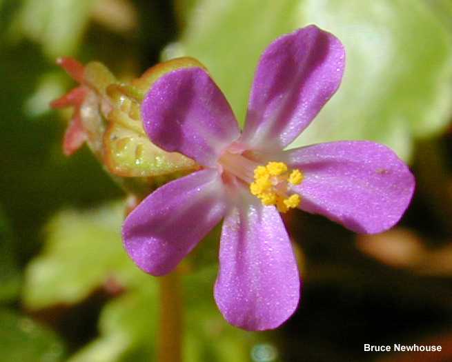 Shiny geranium (Geranium lucidum) Flower Closeup