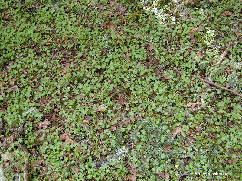 Shiny geranium (Geranium lucidum) Patch of Young Plants