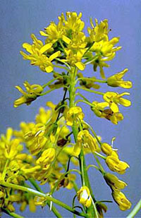 dyer's woad flowers