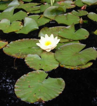 fragrant water lily leaves and flower - click for larger image