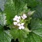 Garlic mustard flowers from above