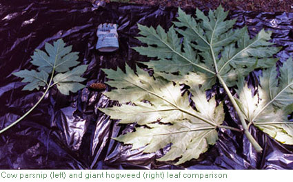 Giant hogweed and cow parsnip leaf comparison