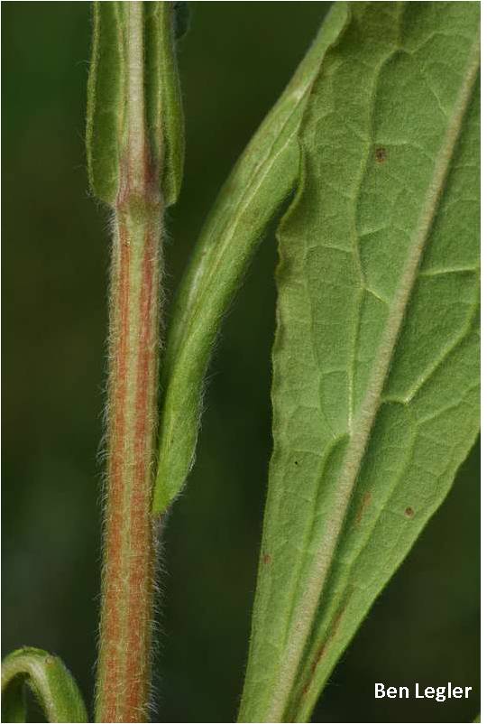 Closeup of houndstongue stem