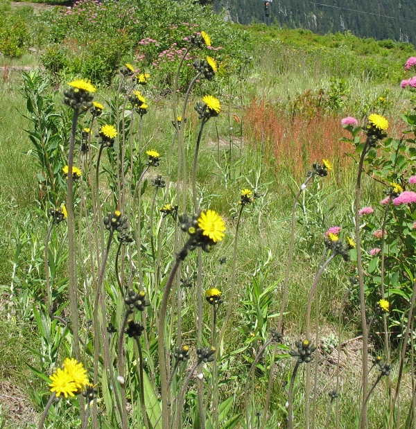 yellow hawkweed at Snoqualmie Pass