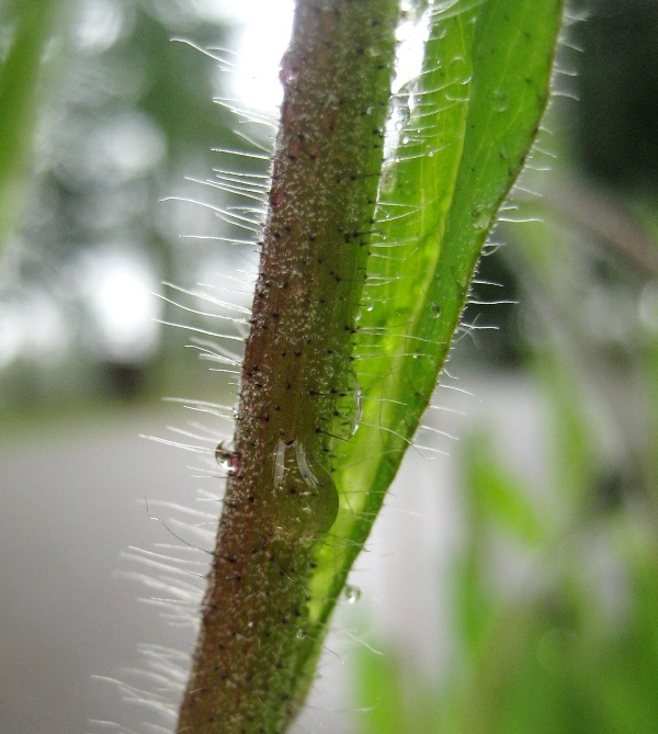 yellow hawkweed stem with hairs