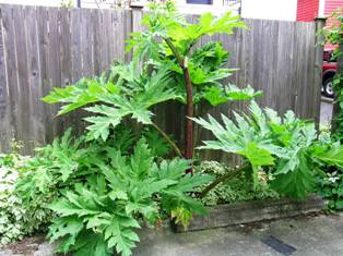 Giant hogweed growing against a fence - click for larger image