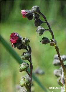 Houndstongue - Cynoglossum officinale - click for larger image