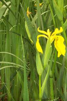 thumbnail image of yellow flag iris plant