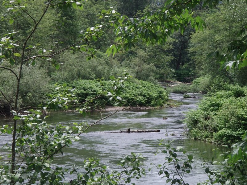 Cedar River with knotweed