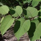 Knotweed stem