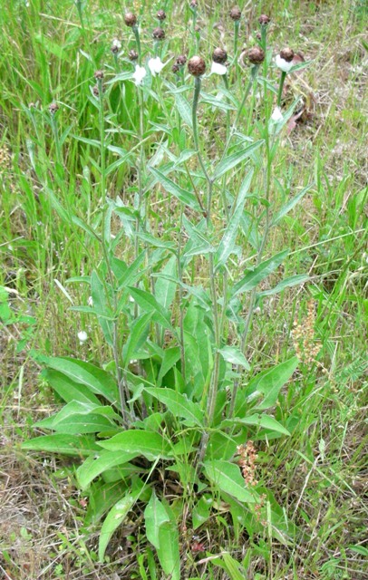 meadow knapweed in bud