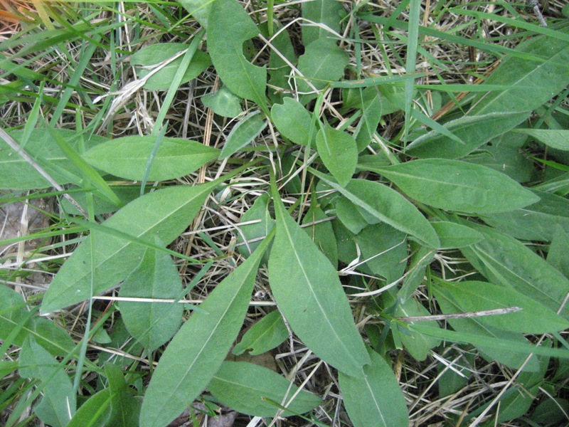meadow knapweed young plant