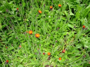 Patch of orange hawkweed