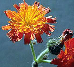 orange hawkweed flower
