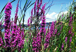 purple loosestrife plants - click for larger image