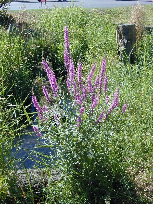 purple_loosestrife_plant_flowering