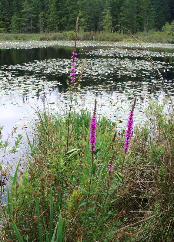 Purple loosestrife plants on a lake