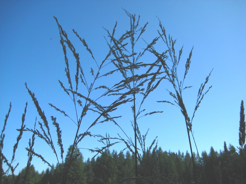 Reed sweetgrass (Glyceria maxima) flowerheads