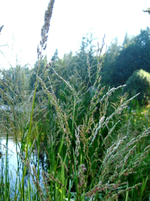 Reed sweetgrass (Glyceria maxima) flowerheads early season