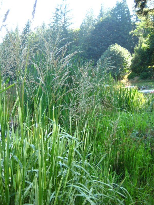 Reed sweetgrass (Glyceria maxima) flowering