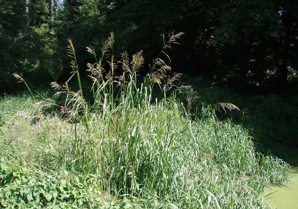 Reed sweetgrass (Glyceria maxima) in wetland
