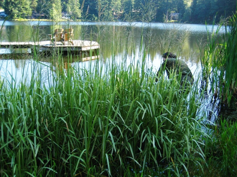 Reed sweetgrass (Glyceria maxima) on a lakeshore