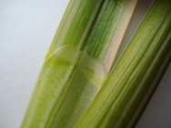Reed sweetgrass (Glyceria maxima) leaf ligule - click for larger image