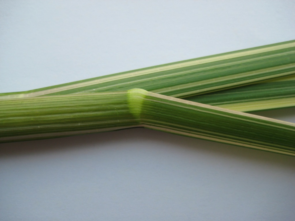 Reed sweetgrass (Glyceria maxima) stem node and leaf sheath