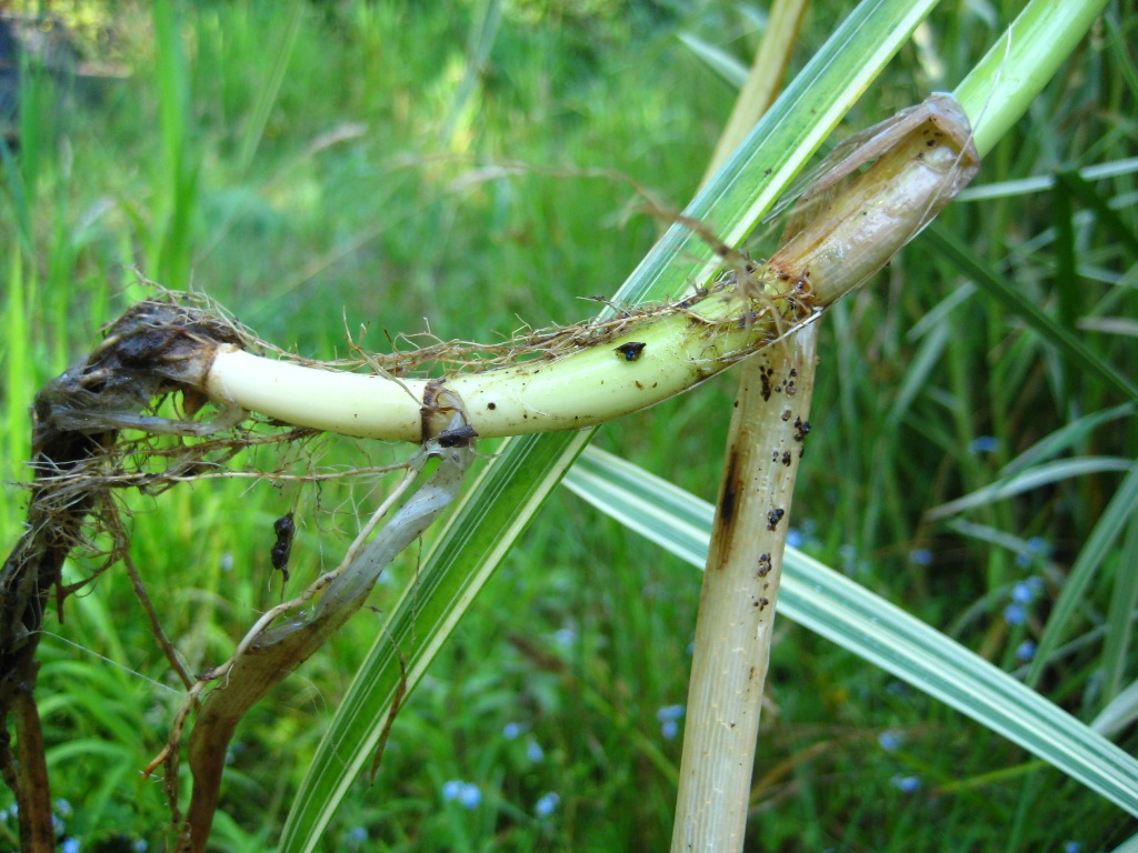 Reed sweetgrass (Glyceria maxima) stem base and roots
