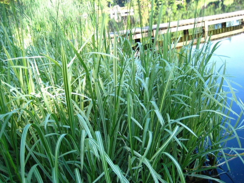 Reed sweetgrass (Glyceria maxima) variegated form