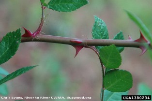 Multiflora rose stem with thorns and fringed stipule - click for larger image